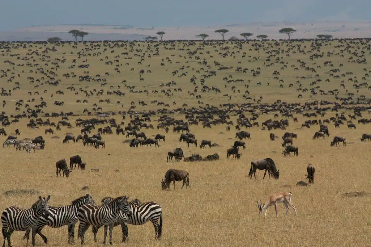 safari  animaux