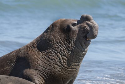 éléphant de mer