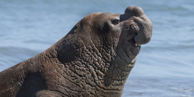 éléphant de mer