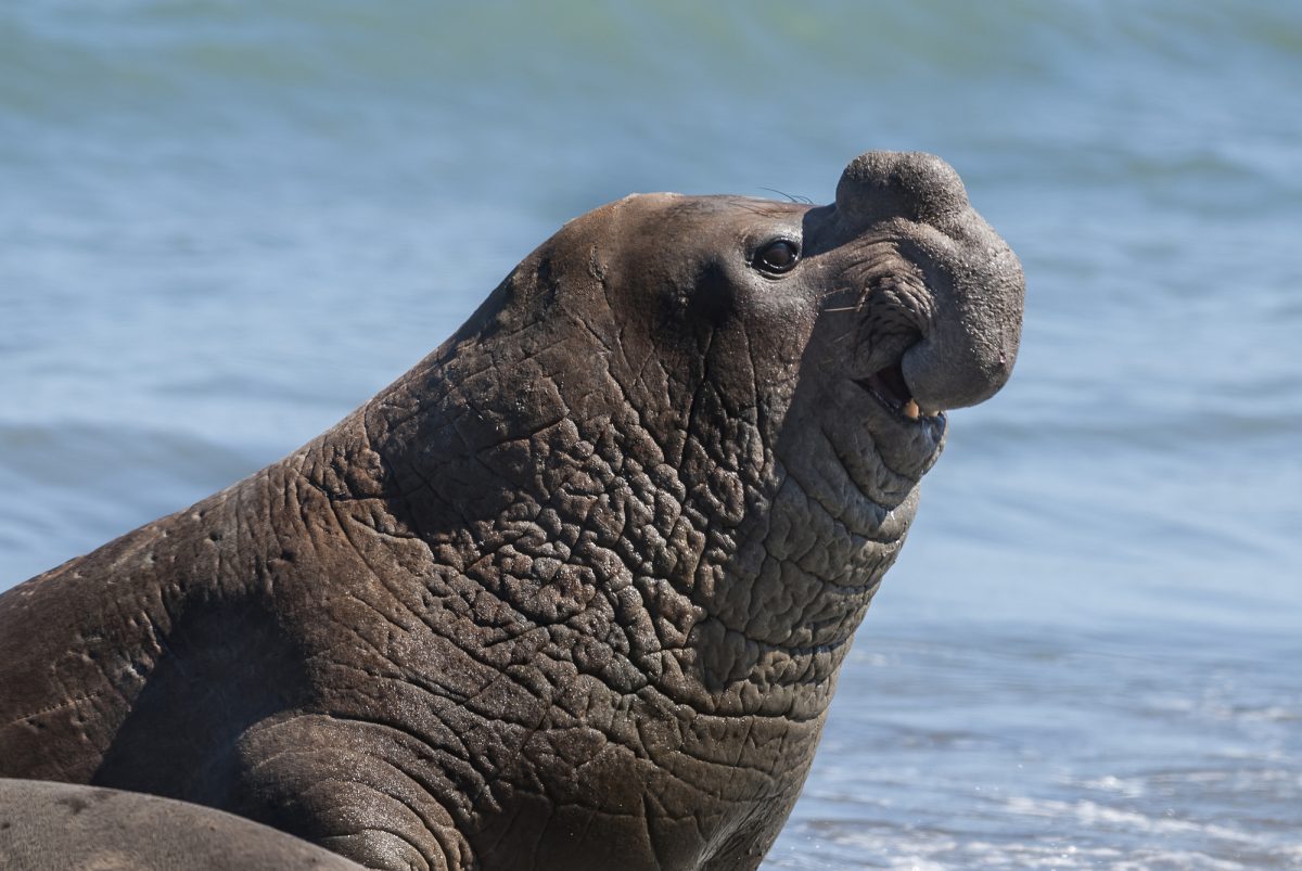 éléphant de mer