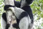 black and white animal on brown tree branch