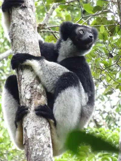 black and white animal on brown tree branch