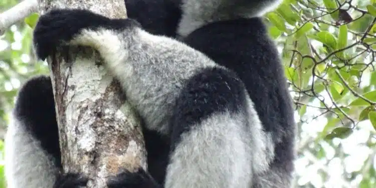 black and white animal on brown tree branch