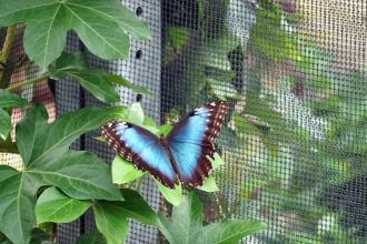 Serre à papillons : une immersion inoubliable en Normandie