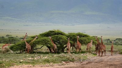 Tanzanie : une destination safari incontournable pour les amoureux de la faune sauvage