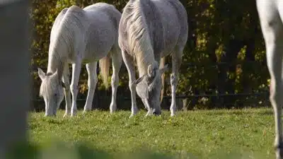 Un voyage dans l'orne : découverte des trésors cachés de la Normandie