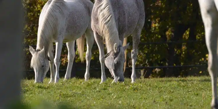 Un voyage dans l'orne : découverte des trésors cachés de la Normandie